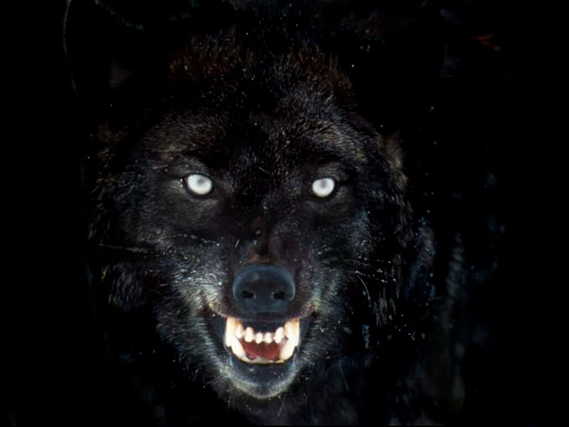 Black dog in the dark