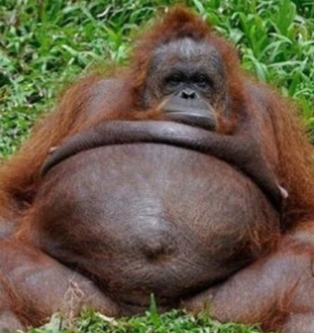 Fat orangutan